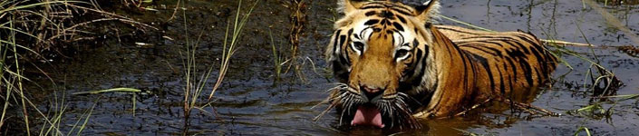 South India Wildlife Tour (14 Nights / 15 Days)