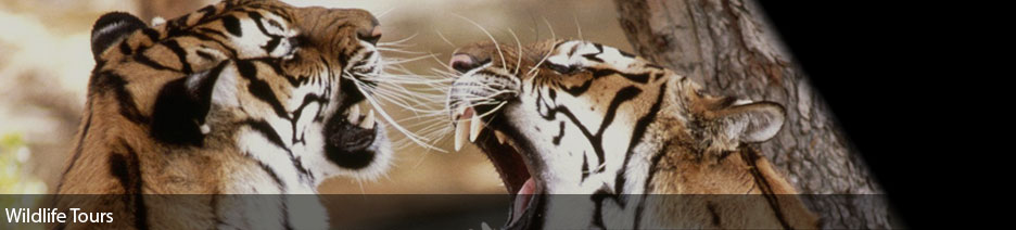 Wildlife Tours